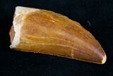 Carcharodontosaurus Tooth - Great Enamel #9389-1